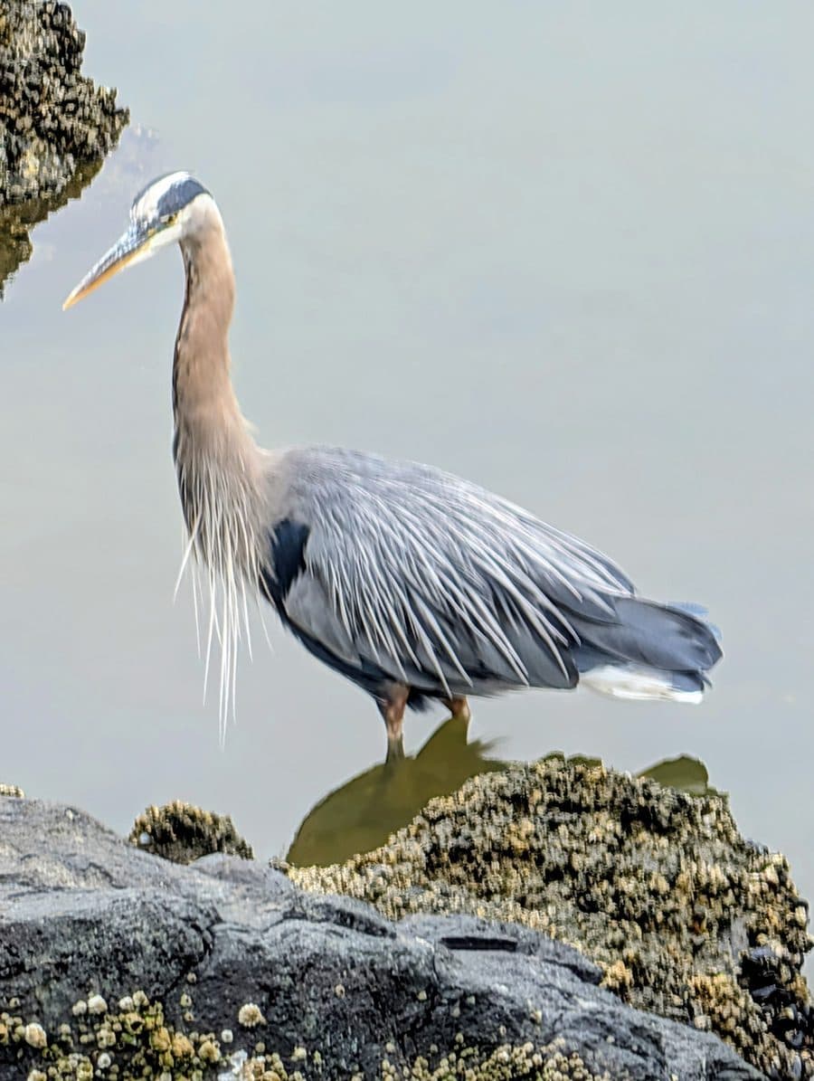 A great blue heron on the rocks at Anacortes