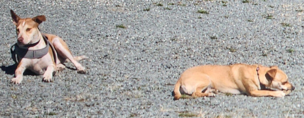 Lucy and Buddy lying on a gravel beach
