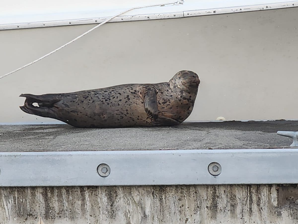 A harbor seal lying on the dock at the marina