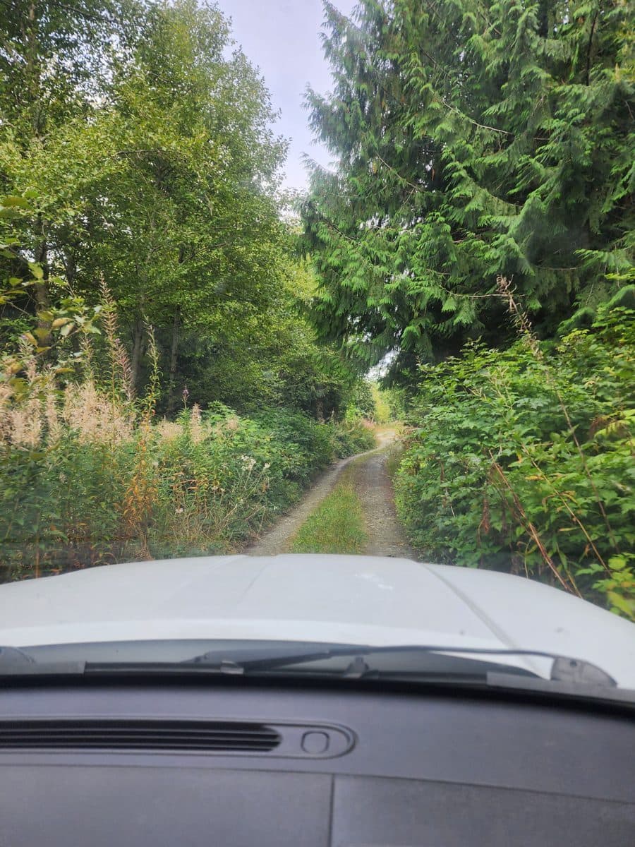 A one-lane forest road seen over the hood of the car
